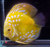 Pack of 1 Live Discus Fish -Golden Panda Discus - size 3.5in to 4in - USA Stock